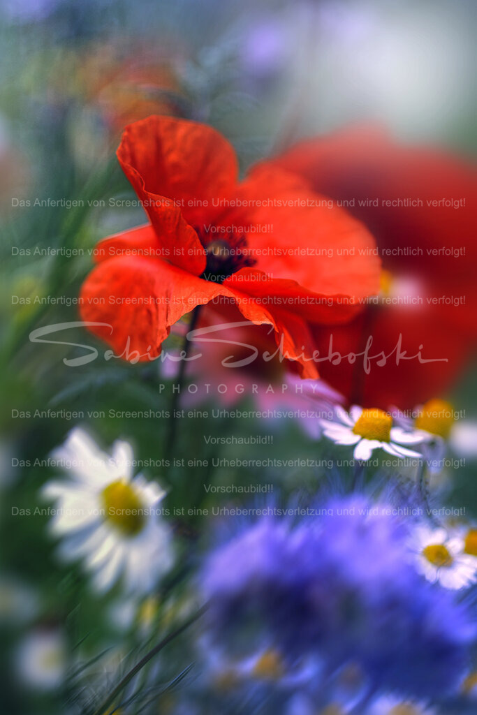 Wandbild Mohnblüte | People- und Tierfotografie, Imageaufnahmen, Veranstaltungsfotografie und Wandbilder aus der Natur ★ Made in Germany ✔️ Druck + Downloads ✔️ Naturfotografie in Top Qualität ★ schneller Versand, weltweite Lieferung! - Realisiert mit Pictrs.com