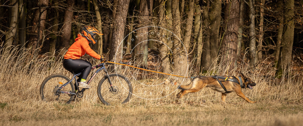 DV3A4321 | Hundefotografie, Tierfotograf, Pfotenfotografie, Fotoshooting Hund, Hunde Portrait, Hundesport, Hundeportraits, Heideshooting, Hunde, Sportfotograf, Hundefotograf, Turnierhundsport, THS,  - Realisiert mit Pictrs.com