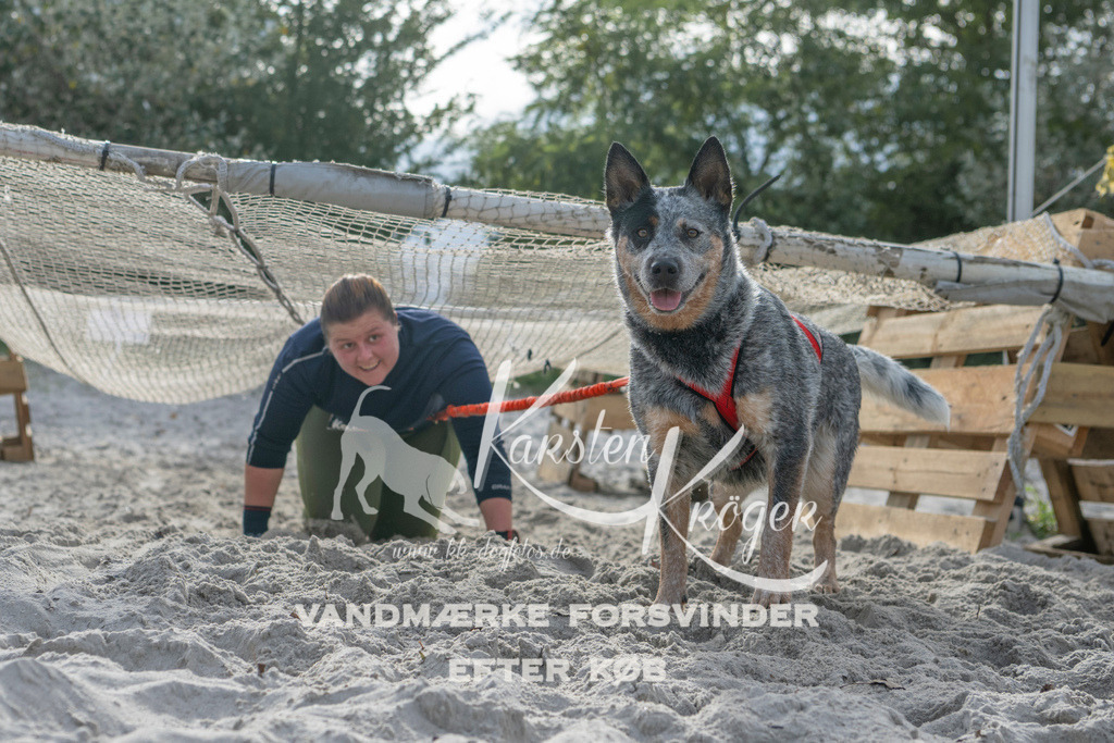 1158_ZZ99624 | kk-dogfotos