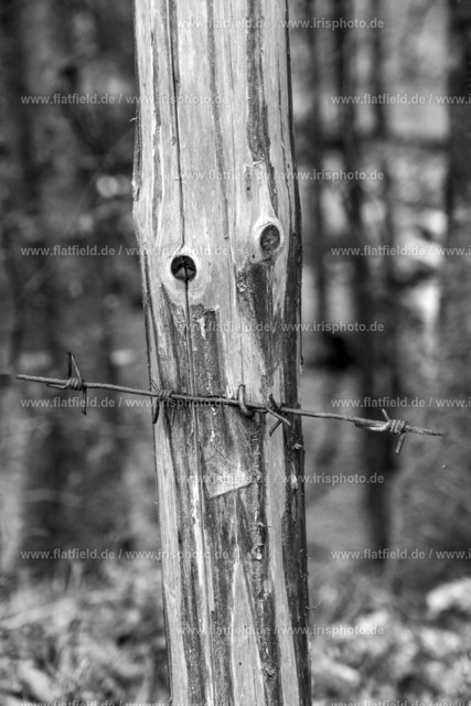 Zaungesicht | Gesehen im Allgäu