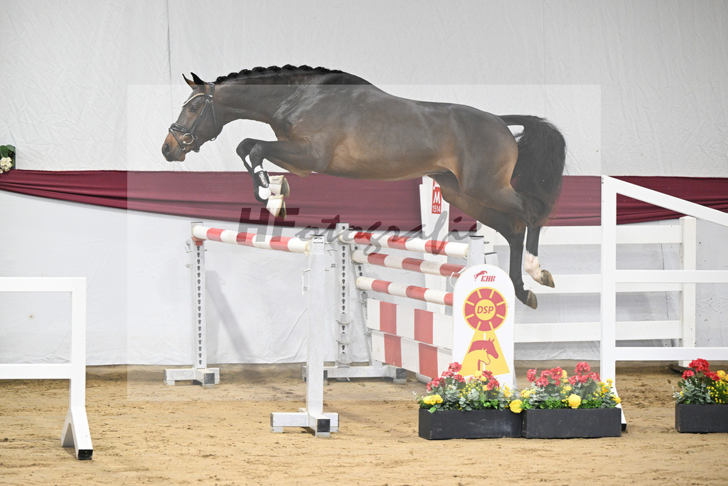 Kat-Nr. 1 Jasper x Diarado_ZG Stabhalterhof GbR _47250021 | hf-fotografie - Realisiert mit Pictrs.com