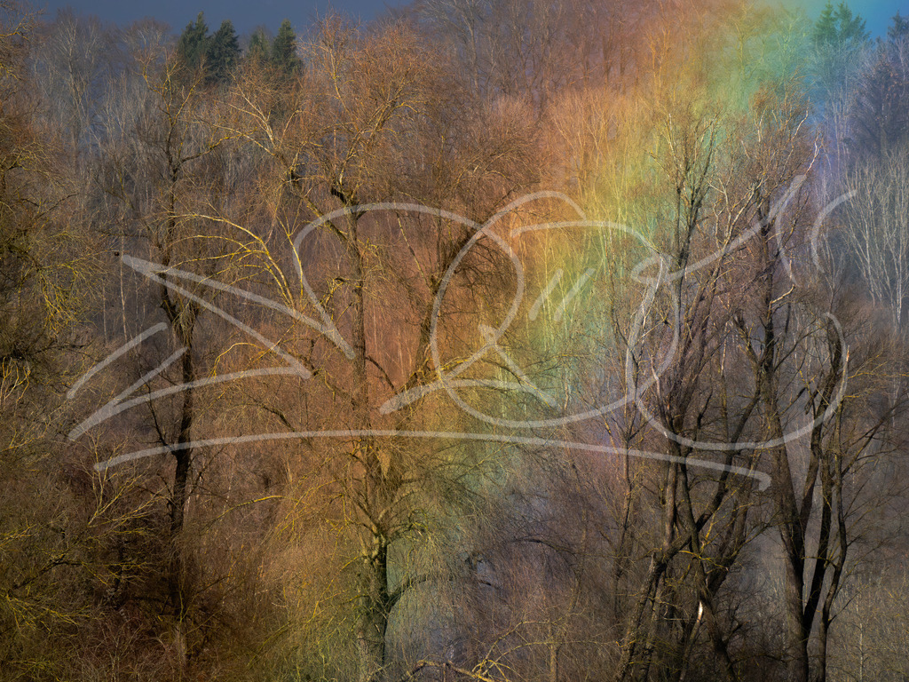 Regenbogenwald | Naturschönheiten aus Deutschland. Pflanzen und Tiere, Insekten und Naturschauspiele. Alle schönen Details, die uns umgeben, fotografiert von Michi Moc.  - Realisiert mit Pictrs.com