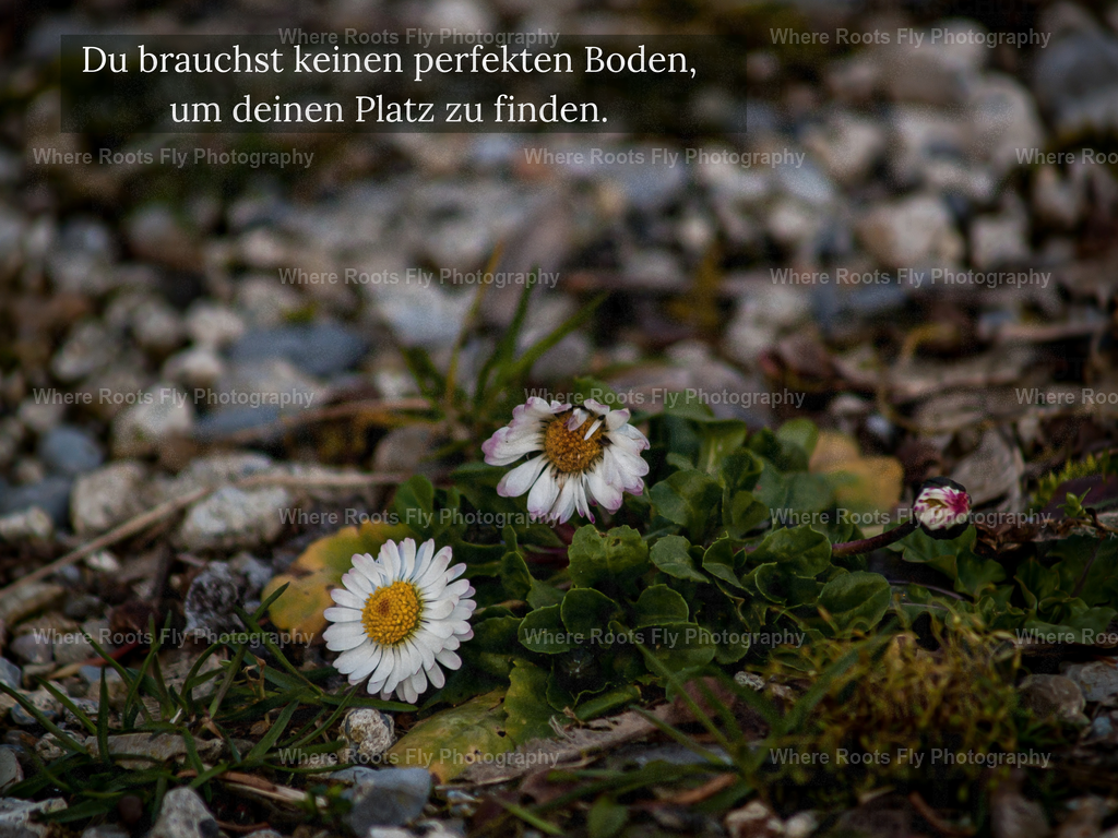 Affirmationskarten - 1 | mtkfoto_ - Realisiert mit Pictrs.com