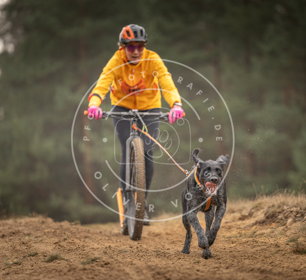 Pfotenfotografie_DV3A4890 | Hundefotografie, Tierfotograf, Pfotenfotografie, Fotoshooting Hund, Hunde Portrait, Hundesport, Hundeportraits, Heideshooting, Hunde, Sportfotograf, Hundefotograf, Turnierhundsport, THS,  - Realisiert mit Pictrs.com
