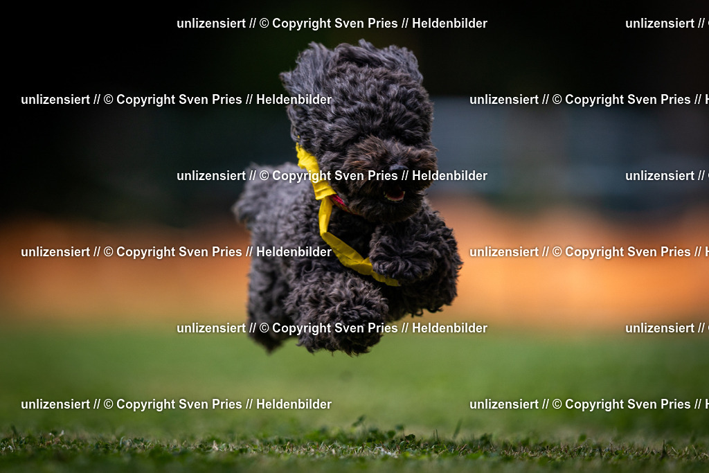 Sven Pries | 19. Allgemeines Hunderennen Karlsruhe Durlach - Realisiert mit Pictrs.com