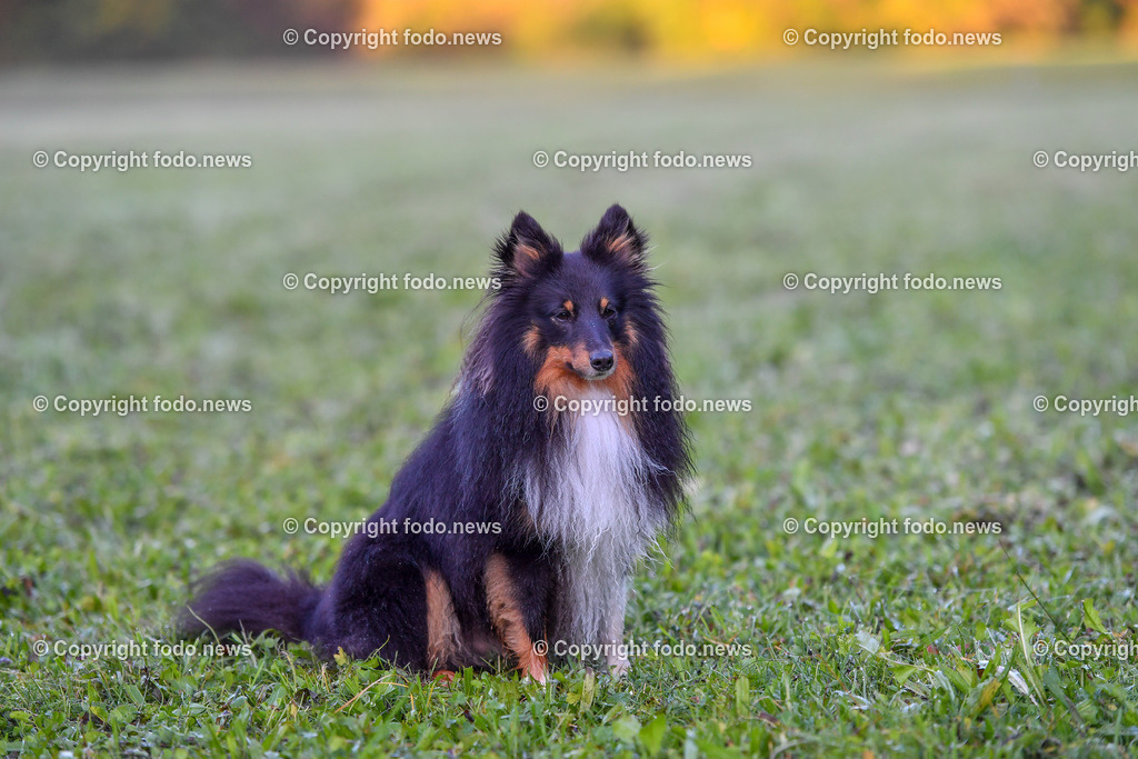 Hunde_ 09.10.2022-4 | 09.10.2022, Linz, AUT, Hund, Hunde, Themenbild, im Bild Hund, Hunde, spazieren, Freilaufzone, Spazierweg, Arrigo und Luigi
