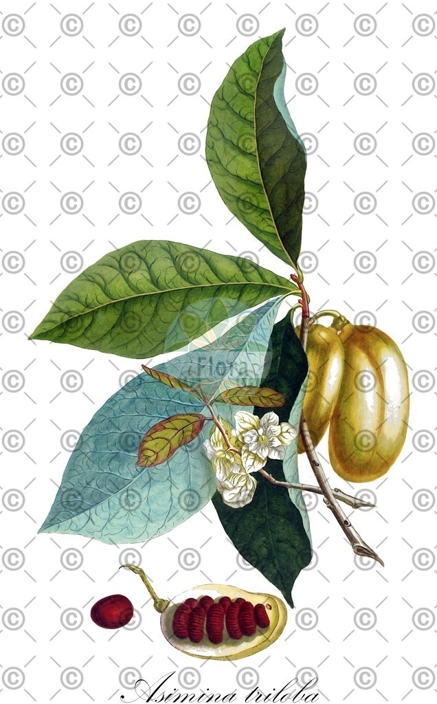 HistAbb_wfo-0000552025_2_ENZY_Simple | Historische Abbildung von Asimina triloba - Annonaceae | Historical Illustration of Asimina triloba - Annonaceae (aciminier;dog-banana;indian-banana)