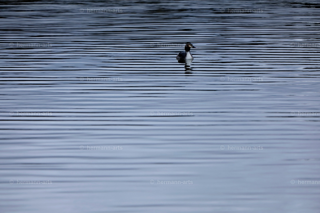Nature-Arts-025 | Photo Foto Kunst Art schwarzweiss Bilder Rheine Münster Berlin Blumen 