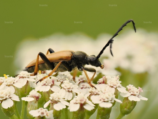 Rothalsbock (Stictoleptura rubra) | Der Rothalsbock (Stictoleptura rubra) ist ein 10–20 mm großer Schmalbock mit starkem Sexualdimorphismus: Weibchen haben leuchtend rotbraune Flügeldecken und Halsschild, Männchen ockergelbe Flügeldecken und schwarzen Halsschild. Er gehört zur Familie der Bockkäfer und wird häufig auf Blüten und an Nadelholz-Totholz beobachtet. –  – The Red-brown Longhorn Beetle (Stictoleptura rubra) is a 10–20 mm lepturine longhorn with strong sexual dimorphism: females have bright reddish-brown elytra and pronotum, males have ochre-yellow elytra and a black pronotum. It belongs to the longhorn beetle family and is commonly found on flowers and conifer deadwood. - Realisiert mit Pictrs.com
