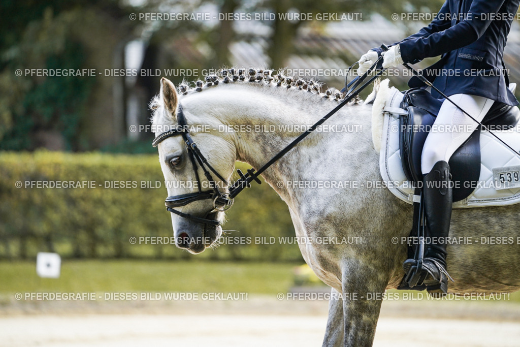 DSC05364 | Pferdegrafie