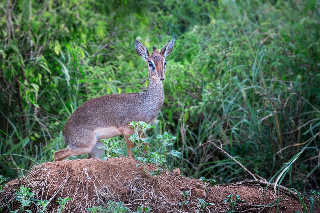 Kirk-Dikdik auf Anhöhe | Kenia | Premium-Wandbild von justsomewhere.com: Ein detailreiches Naturfoto eines winzigen, eleganten Kirk-Dikdiks, das aufmerksam auf einem Erdhügel in Kenia steht, vor einem weichgezeichneten, dichten grünen Savannenhintergrund. - Realisiert mit Pictrs.com