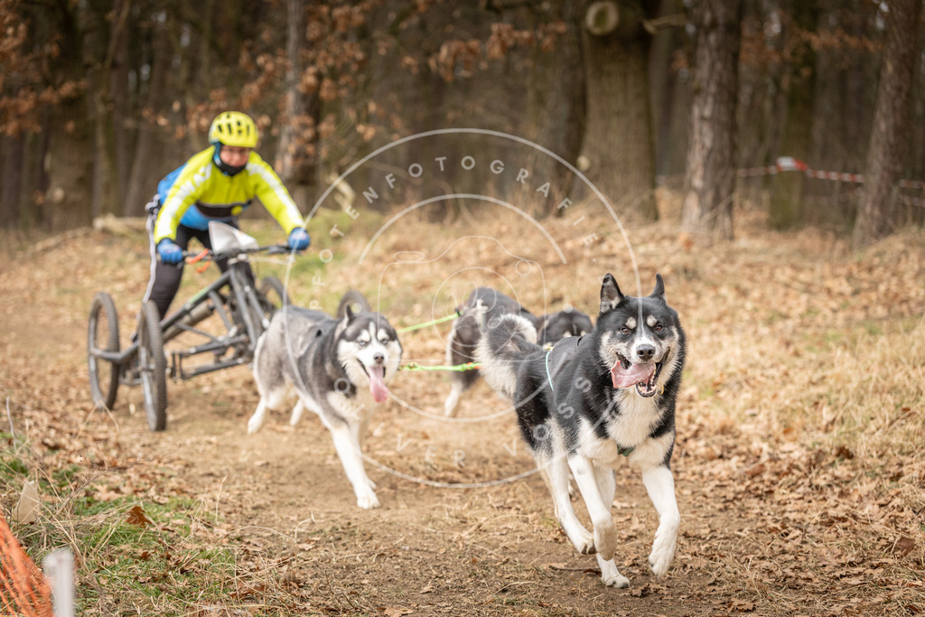 Pfotenfotografie_DV3A4886 | Hundefotografie, Tierfotograf, Pfotenfotografie, Fotoshooting Hund, Hunde Portrait, Hundesport, Hundeportraits, Heideshooting, Hunde, Sportfotograf, Hundefotograf, Turnierhundsport, THS,  - Realisiert mit Pictrs.com