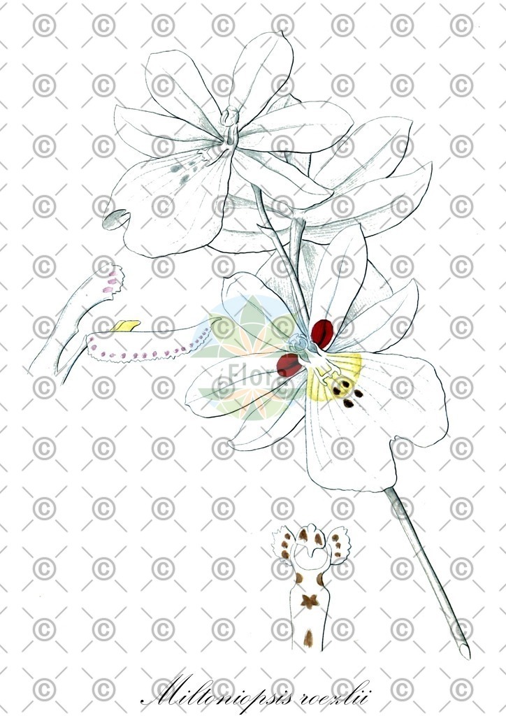 HistAbb_wfo-0001136541_1_ENZY_Simple | Historische Abbildung von Miltoniopsis roezlii - Orchidaceae | Historical Illustration of Miltoniopsis roezlii - Orchidaceae