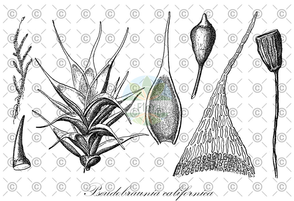 HistAbb_6ZDD_1_ENZY_Simple | Historische Abbildung von Pseudobraunia californica - Hedwigiaceae | Historical Illustration of Pseudobraunia californica - Hedwigiaceae