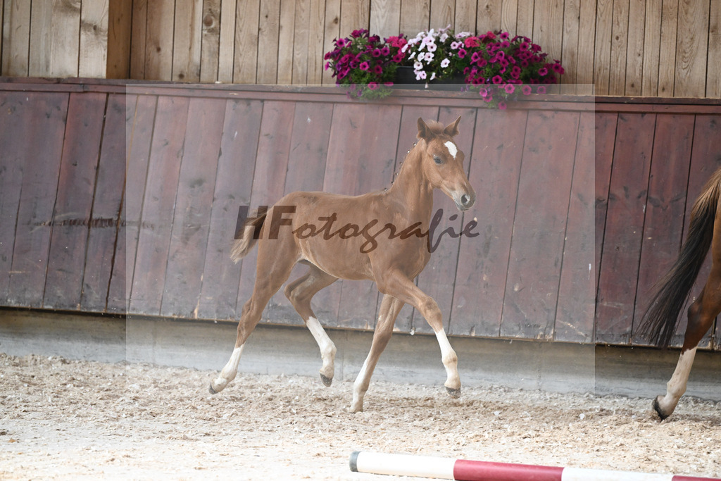 Kat-Nr. 17 HF Vitalis x Topas_Ritzel_32240603 | hf-fotografie - Realisiert mit Pictrs.com