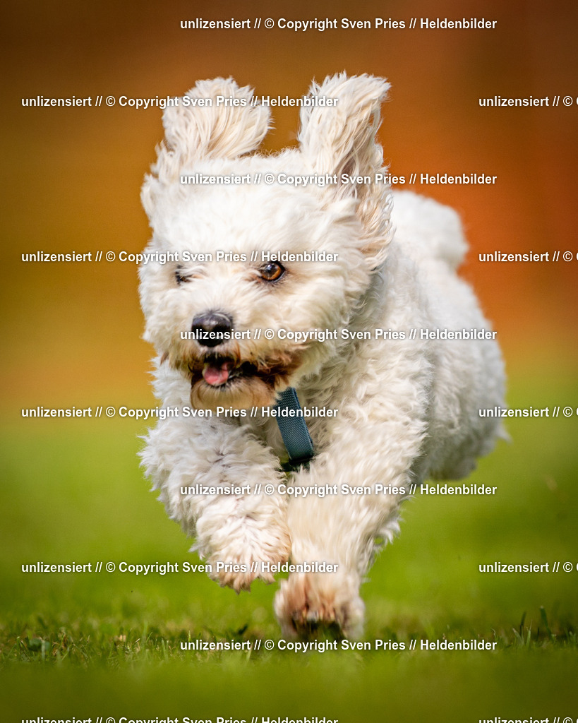 Sven Pries | 2024-09-22 - Hunderennen Baden-BadenPudelverein - Realisiert mit Pictrs.com