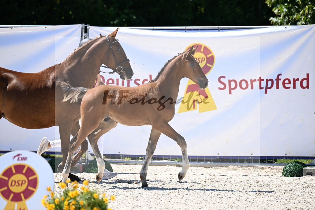Kat-Nr. 16 Chagrin dAmour x Thunder v d Zuuthoeve_HF_Hansmeyer_24250411 | hf-fotografie - Realisiert mit Pictrs.com