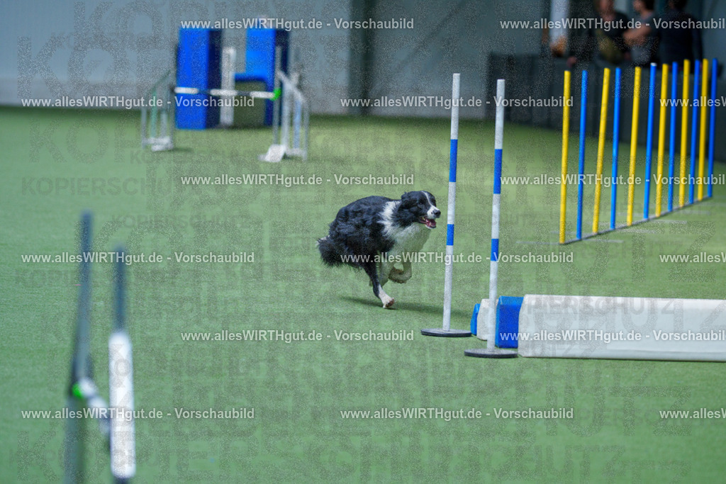 @allesWIRTHgut_Tierfotografie - www.allesWIRTHgut.de - 2604261407-7R503490 | Professionelle Tierfotografie in Mönchengladbach von Daniel Wirth (allesWIRTHgut). Liebevolle & natürliche Bilder von Hunden & Katzen für unvergessliche Erinnerungen.