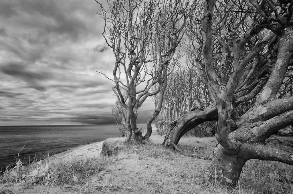 deutschland-2017-166 | Der Darßwald ist ein Waldgebiet auf dem Westteil der Halbinsel Darß im Nationalpark Vorpommersche Boddenlandschaft. Einige Gebiete des Darßwaldes werden nicht bewirtschaftet und urwüchsig belassen. Im Westen reicht der Wald bis an die Ostsee. - Realisiert mit Pictrs.com