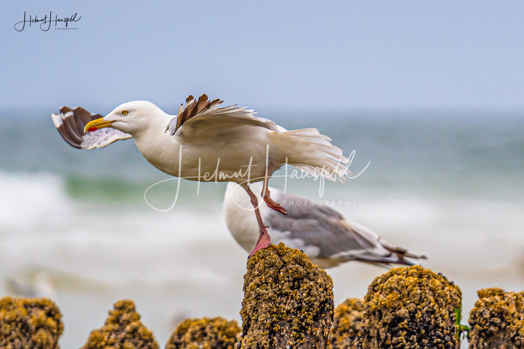 DSC01060 | Landschaftsfotografie, Naturfotografie - Realisiert mit Pictrs.com