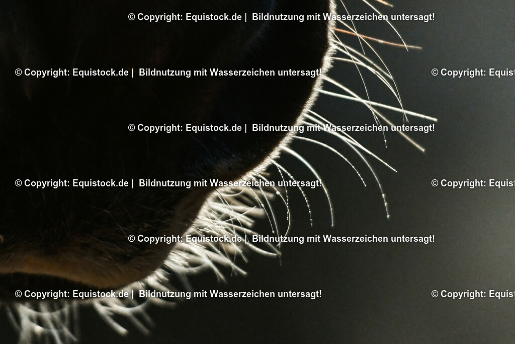 TS_20171225_Details_Fuchs_0001 | Foto: Thomas Hartig