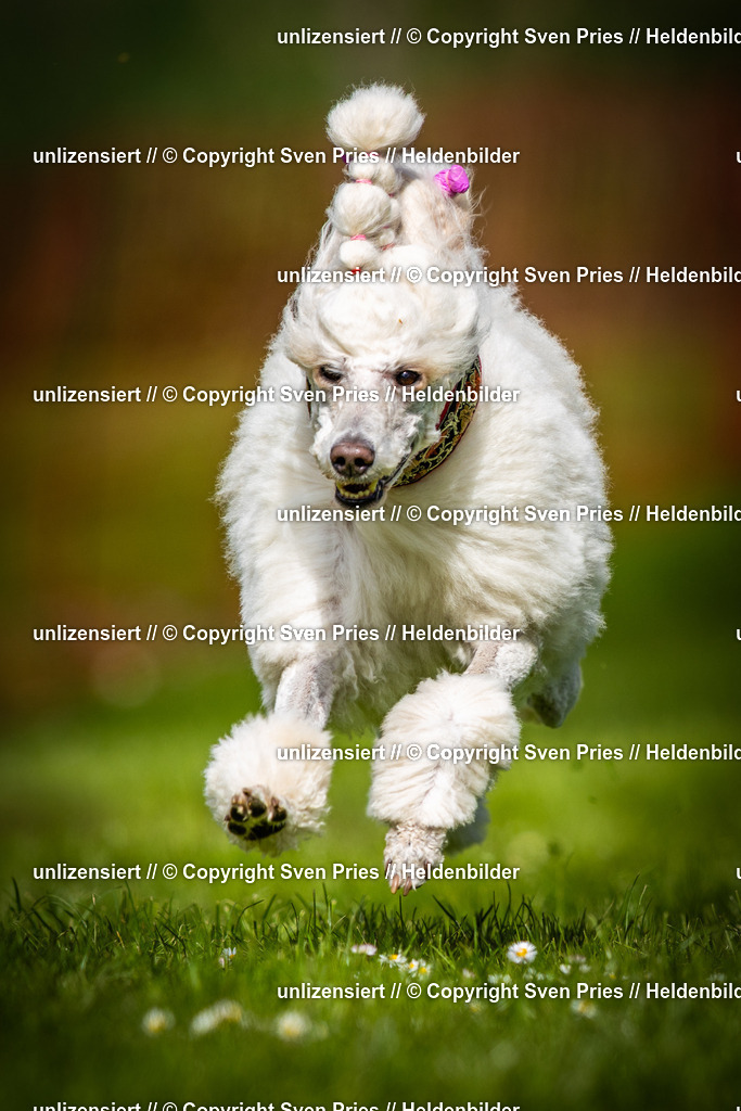 Sven Pries | 2025-04-13 - Hunderennen Baden-Baden - Realisiert mit Pictrs.com