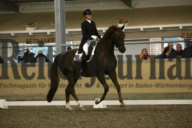 Wiesental_2025_NBM_Prfg.Nr.04_Prix St.Georges_Nizia Pötter_Max van de Fohlenhof (4) | Alle Fotos der Reiterjournal Fotografin Doris Matthaes im Reiterjournal Online-Fotoshop. - Realisiert mit Pictrs.com