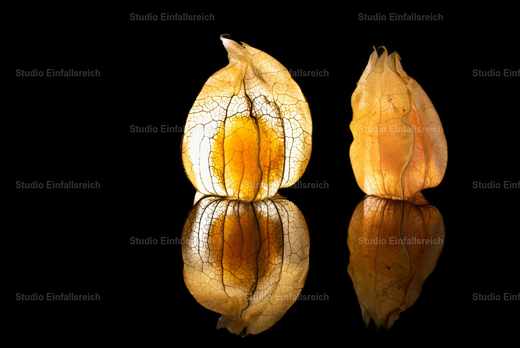 Zwei Lampions – Physalis-Duett | Zwei Physalis-Früchte, eine leuchtend durchglüht, die andere in warmem Reflex – ein feines Spiel aus Licht und Struktur. Natürliche Schönheit, edel in Szene gesetzt. Ein stimmungsvolles Motiv für ruhige Wände. Als Fine-Art-Print und Wandbild in verschiedenen Größen erhältlich. - Realisiert mit Pictrs.com