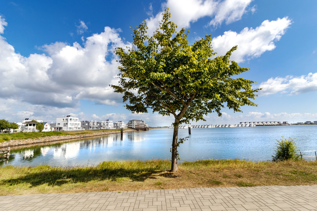 Wandbild: Baum an der Promenade in Olpenitz | Dieses Wandbild im Querformat zeigt einen kleinen Baum an der Promenade in Olpenitz. Im Hintergrund spiegeln sich die Ferienwohnungen auf der ruhigen Wasserfläche. Am blauen Himmel sind schöne helle Wolken zu sehen.  - Realisiert mit Pictrs.com