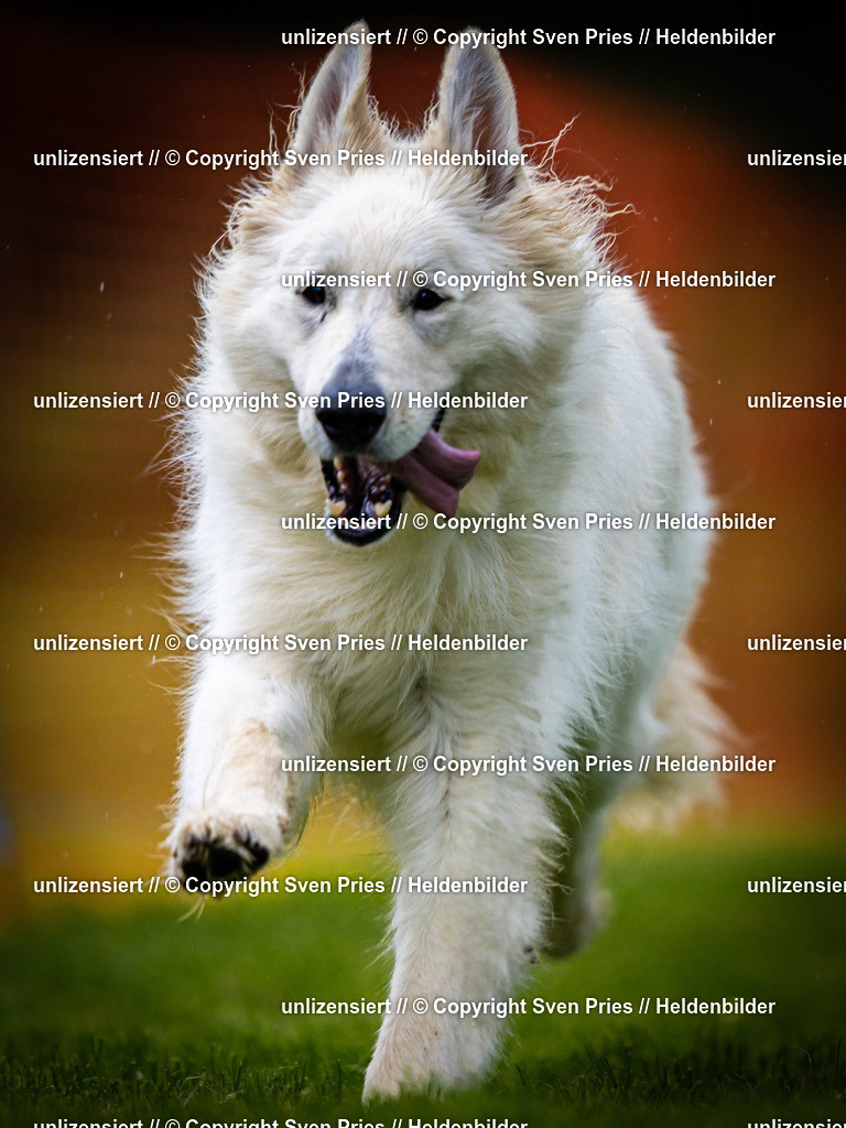 Sven Pries | 2025-09-21 - Hunderennen Baden-Oos - Realisiert mit Pictrs.com