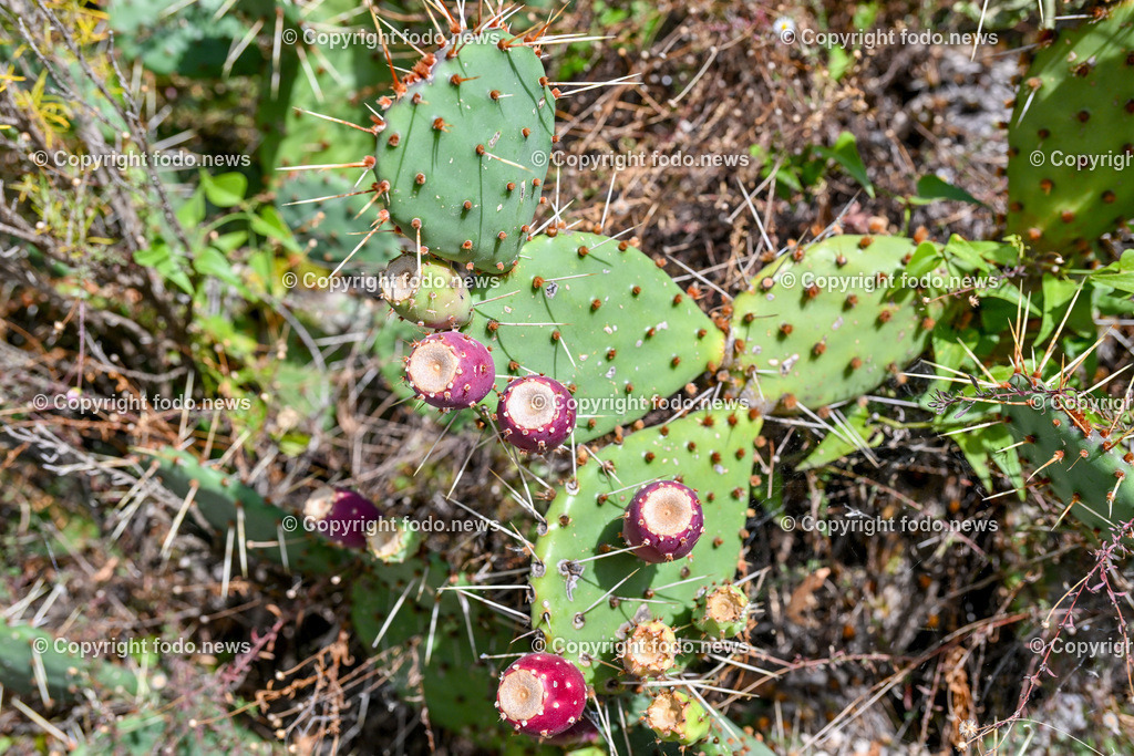 Arboretum von Trsteno_ Kroatien_ 11.10.2023-13 | 11.10.2023, Kroatien, HRV, Trsteno im Bild Arboretum, Trsteno, Hafen, Pflanzen, Brunnen, Neptunbrunnen, Wege, Palmen, Eukalyptus, Lorbeer, Kakteen, Zitrus, Oliven, Filmkulisse Game of Thrones

Das Arboretum von Trsteno befindet sich etwa 18 Kilometer nordwestlich der Stadt Dubrovnik im Sueden Kroatiens. Als einziges Arboretum an der oestlichen Adria-Kueste stellt es die aelteste Sammlung exotischer Baeume und Pflanzen des Landes dar.
Die Gartenanlage befindet sich entlang der Kuestenstraße zwischen den Ortschaften Orašac und Slano.
Quelle: Wikipedia