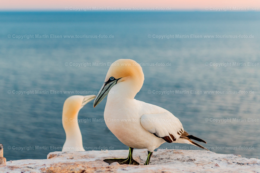 Helgoland  Bastölpel_ELS_7063030818 | Helgoland - Aufnahmedatum: 31.07.2018, Aufnahmehöhe:  m, Koordinaten:  - , Bildgröße: 7063 x  4709 Pixel - Copyright 2018 by Martin Elsen, Kontakt: Tel.: +49 157 74581206, E-Mail: info@schoenes-foto.deSchlagwörter:Schleswig-Holstein,Landkreis Pinneberg,Düne,Hochseeinsel,Börteboote,Meer,Küste,Halunder,Oberland,Unterland,Strand,Seehunde,Robben,Lange Anna,Felsen,Roter Felsen,Luftbild,Luftbilder,Bastölpel - Realisiert mit Pictrs.com