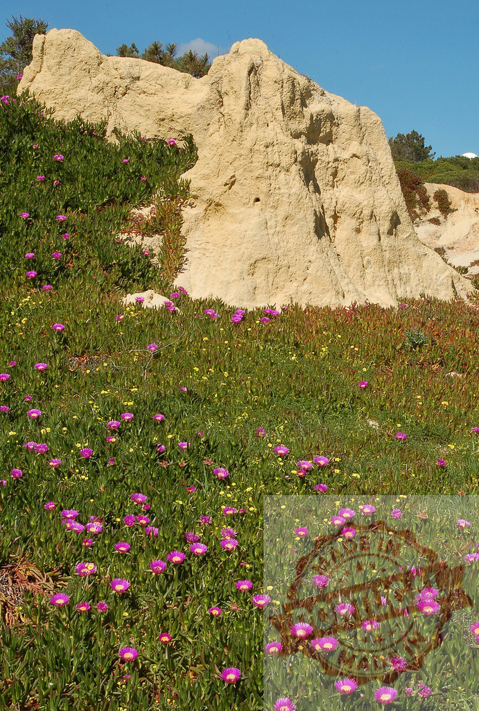 Coastal vegetation blooming with pink ice plant flowers | Ice plants covering a hillside with vibrant pink flowers under a blue sky - Realized with Pictrs.com
