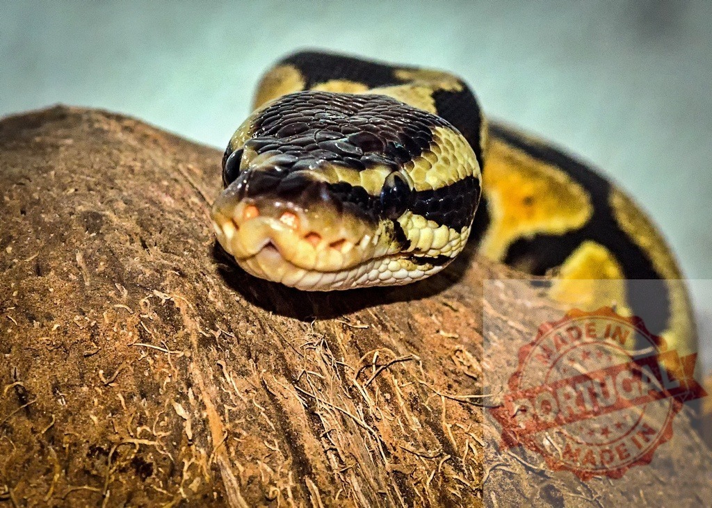 Royal python resting on coconut shell showcasing its beautiful scales | Close-up of a royal python resting on a coconut shell, displaying its intricate scale pattern - Realized with Pictrs.com