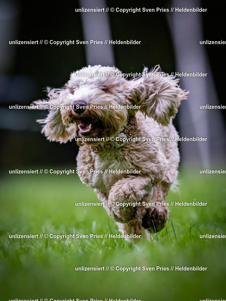 Sven Pries | 2024-10-19 - Hunderennen Ober-Grombach - Realisiert mit Pictrs.com