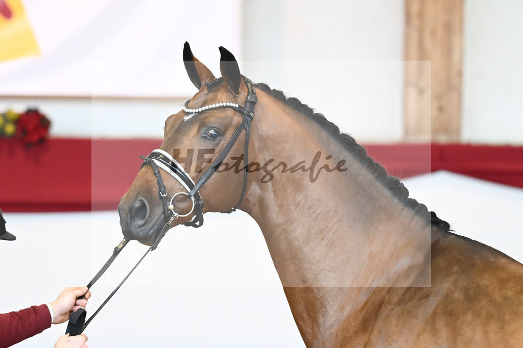 Kat-Nr. 58 Vitalis x Quaterback_Molcan_43230873 | hf-fotografie - Realisiert mit Pictrs.com