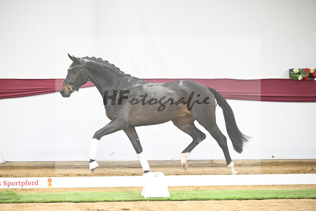 Kat-Nr. 14 Feliciano x Quaterback_Martina Breitner-Roetzer_47250262 | hf-fotografie - Realisiert mit Pictrs.com