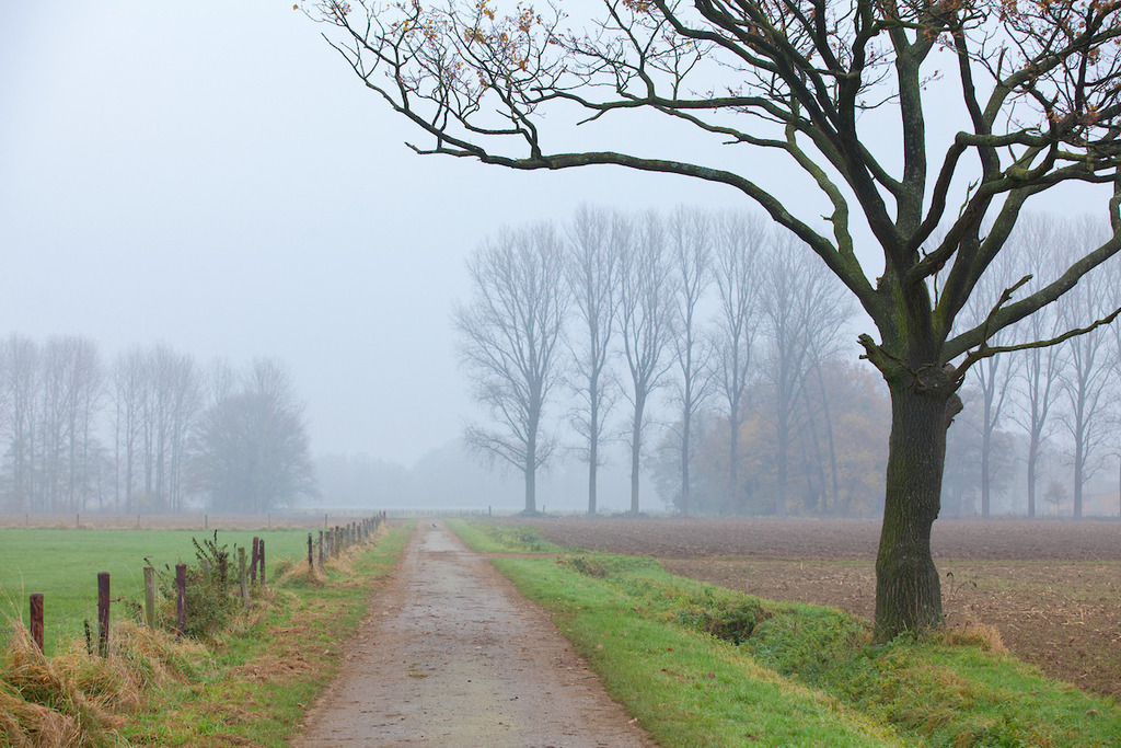 111124-054 | Europa, DEU, Deutschland, Nordrhein Westfalen, NRW, Rheinland, Niederrhein, Wachtendonk, Landschaft, Dunst, Morgenstimmung, Weg, Feldweg, , Kategorien und Themen, Natur, Umwelt, Landschaft, Landschaftsfotos, Landschaftsfotografie, Landschaftsfoto, Wetter, Wetterelemente, Wetterlage, Wetterkunde, Witterung, Witterungsbedingungen, Wettererscheinungen, Meteorologie, Wettervorhersage......[Fuer die Nutzung gelten die jeweils gueltigen Allgemeinen Liefer-und Geschaeftsbedingungen. Nutzung nur gegen Verwendungsmeldung und Nachweis. Download der AGB unter http://www.image-box.com oder werden auf Anfrage zugesendet. Freigabe ist vorher erforderlich. Jede Nutzung des Fotos ist honorarpflichtig gemaess derzeit gueltiger MFM Liste - Kontakt, Uwe Schmid-Fotografie, Duisburg, Tel. (+49).2065.677997, archiv@image-box.com, www.image-box.com] - Realisiert mit Pictrs.com