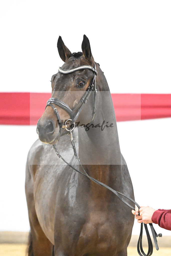 Kat-Nr. 5 v. Viva Gold_Blue Hors_63220123 | hf-fotografie - Realizzato con Pictrs.com