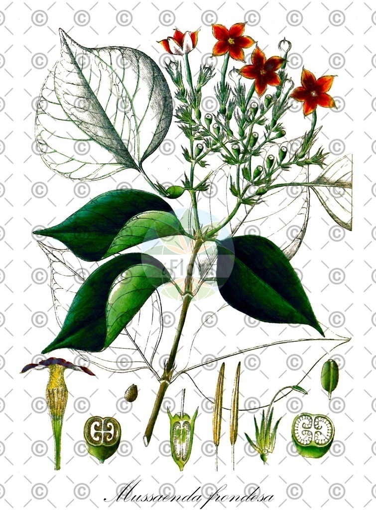HistAbb_EMP_48253_1_SIMPLE | Historische Abbildung von Mussaenda frondosa - Rubiaceae | Historical Illustration of Mussaenda frondosa - Rubiaceae