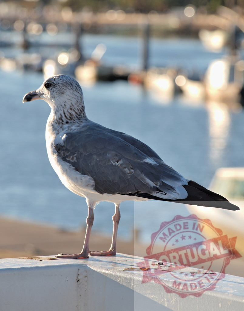 Seagull standing on pier railing at harbor | Seagull standing in profile with a marina and sparkling water in bokeh - Realisiert mit Pictrs.com