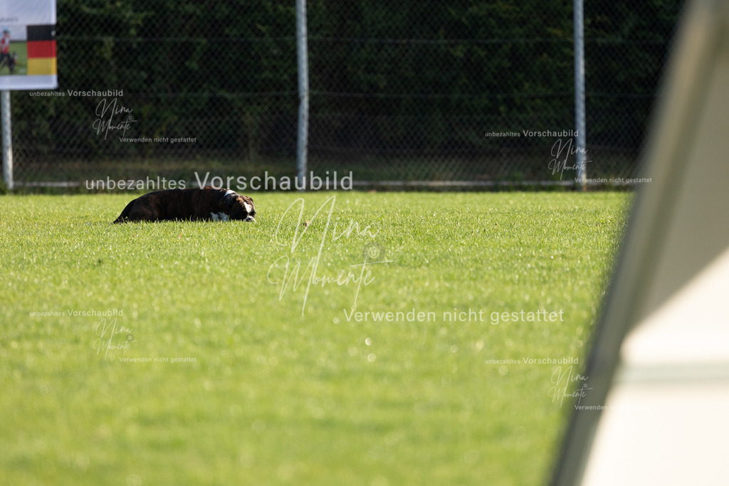 _16A6159 | Einzigartige Fotos von Hunden & Menschen –Actionfotos, Portraits, Vereinsaufnahmen & Paarshootings – authentisch, lebendig & mit Herz.