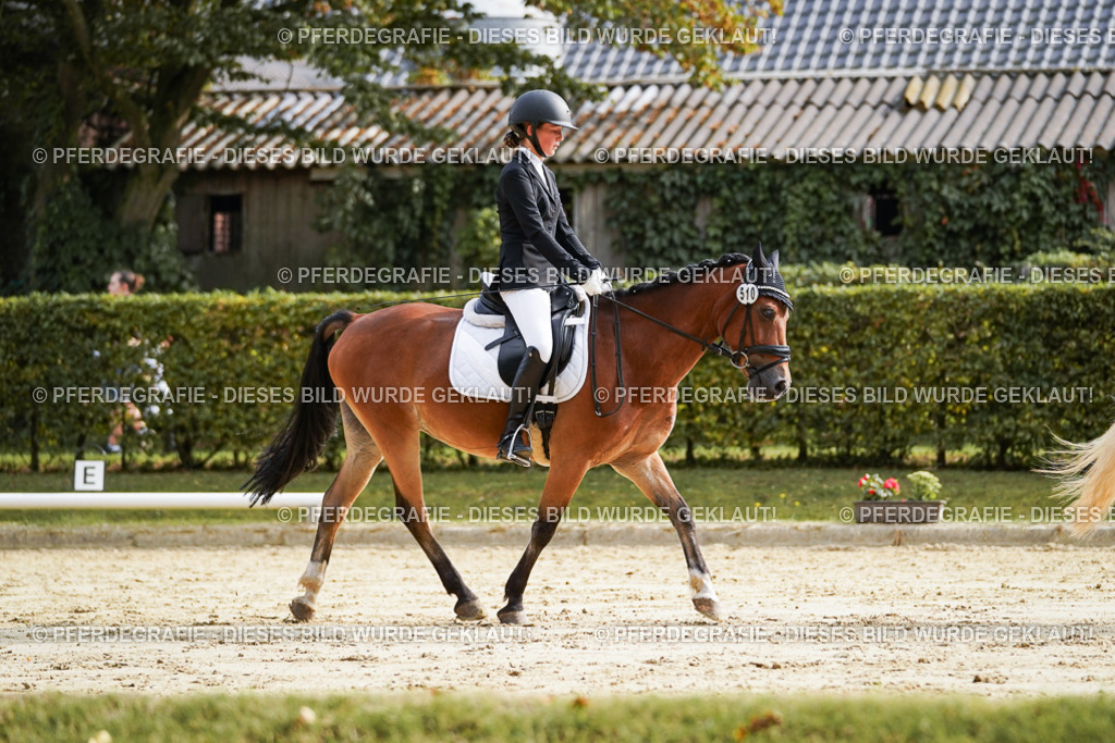 DSC04537 | Pferdegrafie