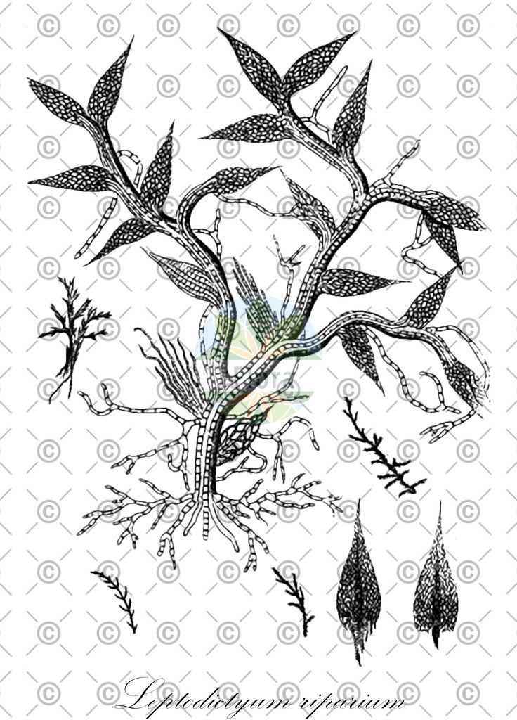 HistAbb_wfo-0001168639_1_ENZY_Simple | Historische Abbildung von Leptodictyum riparium - Amblystegiaceae | Historical Illustration of Leptodictyum riparium - Amblystegiaceae
