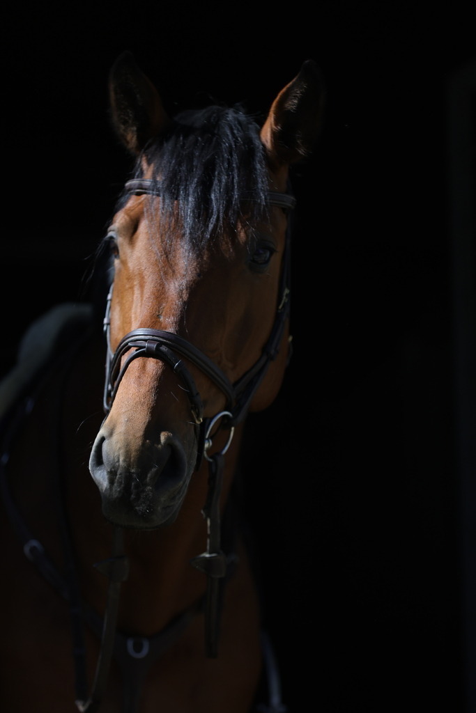 0P6A8069 | Willkommen bei Brunnmayr - Design & Fotografie – Ihrem Spezialisten für Reitturniere und Pferdeveranstaltungen in Oberösterreich, Salzburg und Bayern! Seit über 17 Jahren sind wir leidenschaftlich dabei.