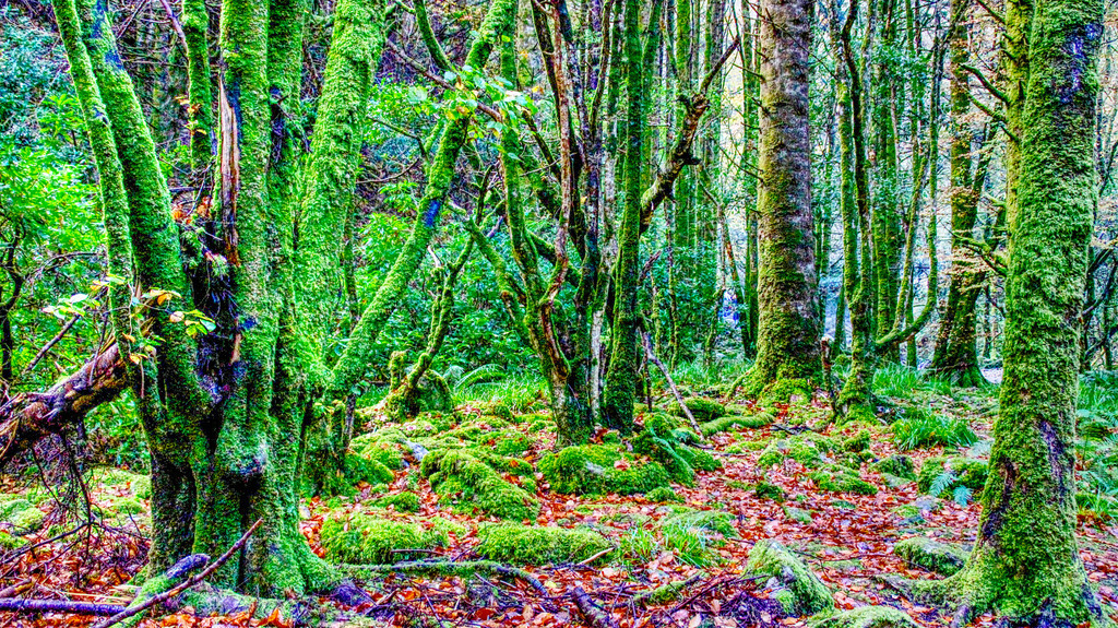 Killarney National Park | www-pimpup-me - Realisiert mit Pictrs.com