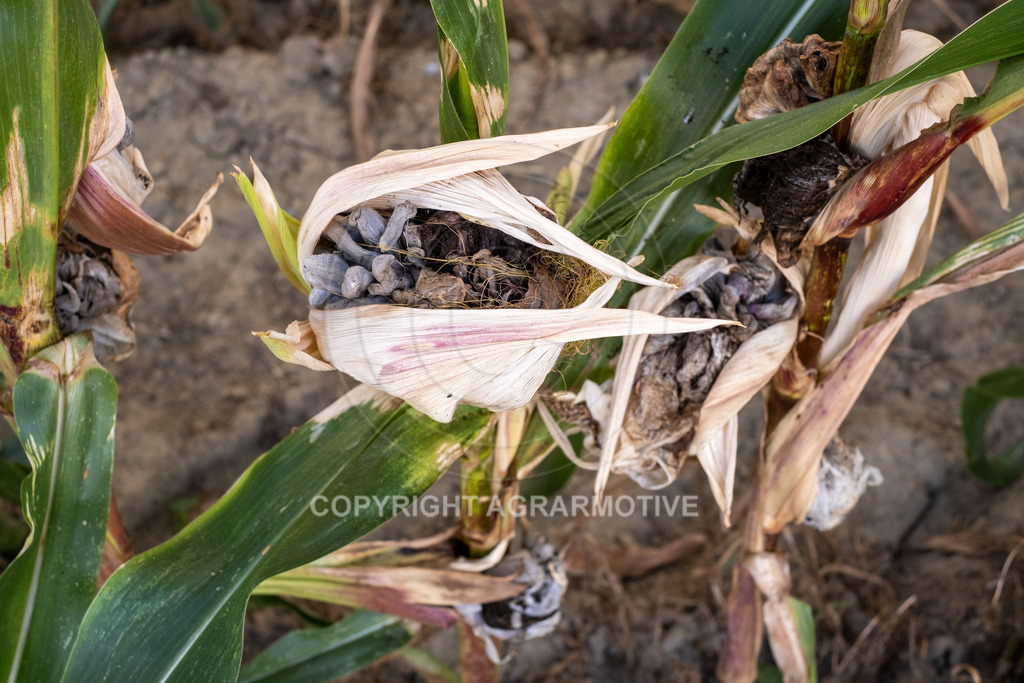 20220829-DSCF2923 | Pizerkrankung im Mais - Realisiert mit Pictrs.com