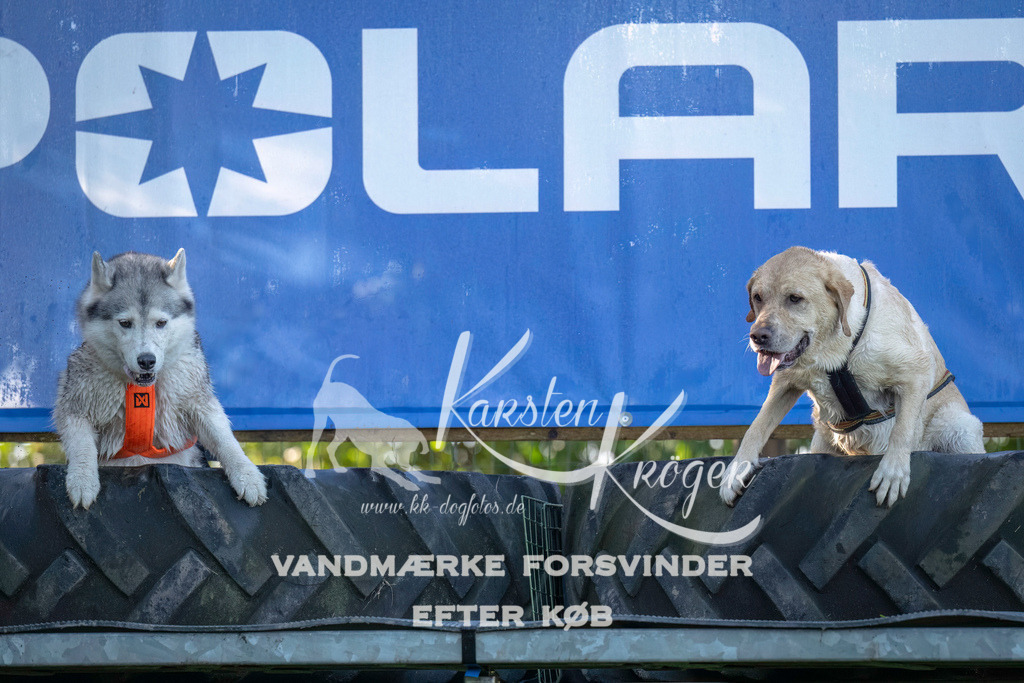 1016- | kk-dogfotos