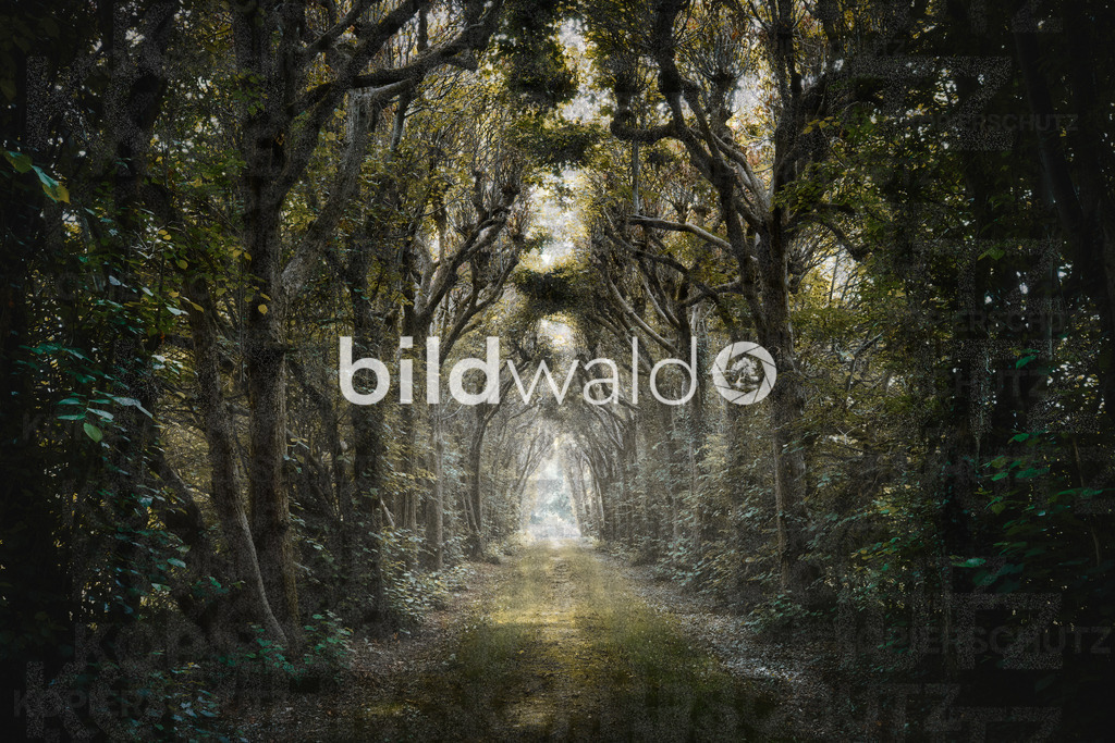 _A7_5831-Bearbeitet | BILDWALD - eine Auswahl an Bildern von Thomas Perrotton zum bestellen und genießen. Alle Bilder von Thomas Perrotton - Alle Bilder mit einer SONY Kamera gemacht - SONY TAMRON SIGMA PHOTOSHOP LIGHTROOM BILDWALD Online kaufen Bilderwald Wandbilder - Realisiert mit Pictrs.com