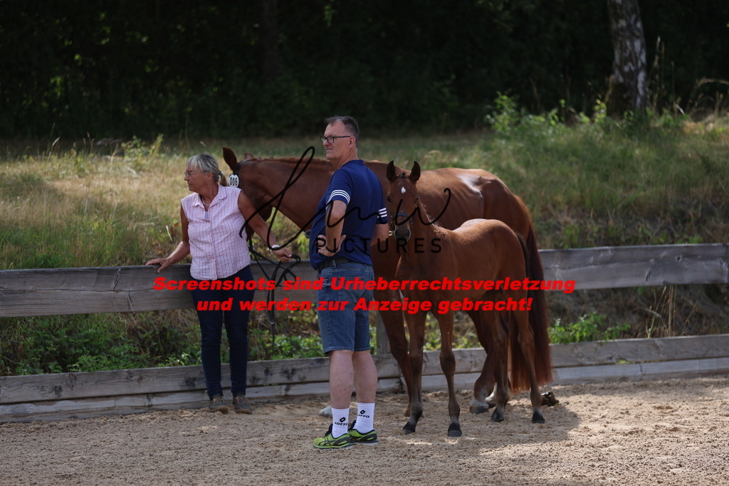 Fohlenschau_Schwäbisch_Hall_dressurbetonte_Fohlen_KN 6_1 | lmwpictures - Realisiert mit Pictrs.com